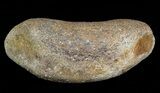 Hadrosaur Toe Bone - Alberta (Disposition #-) #71654-1